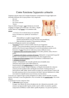 Know L'apparato urinario  thumbnail