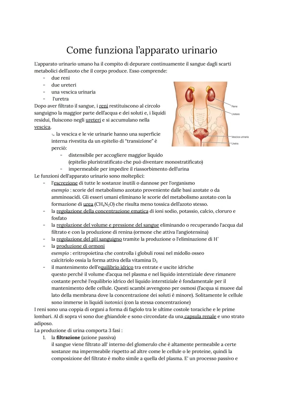 Come funziona l'apparato urinario
L'apparato urinario umano ha il compito di depurare continuamente il sangue dagli scarti
metabolici dell'a