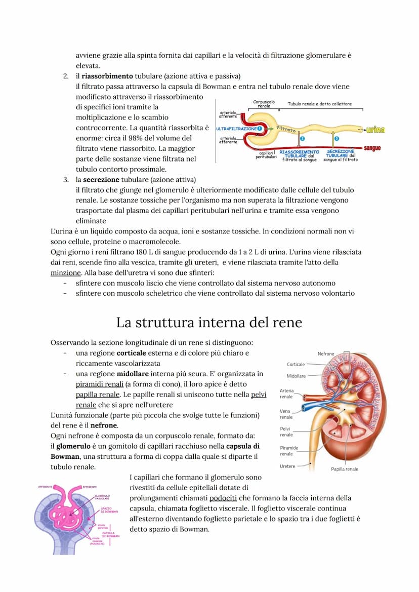 Come funziona l'apparato urinario
L'apparato urinario umano ha il compito di depurare continuamente il sangue dagli scarti
metabolici dell'a