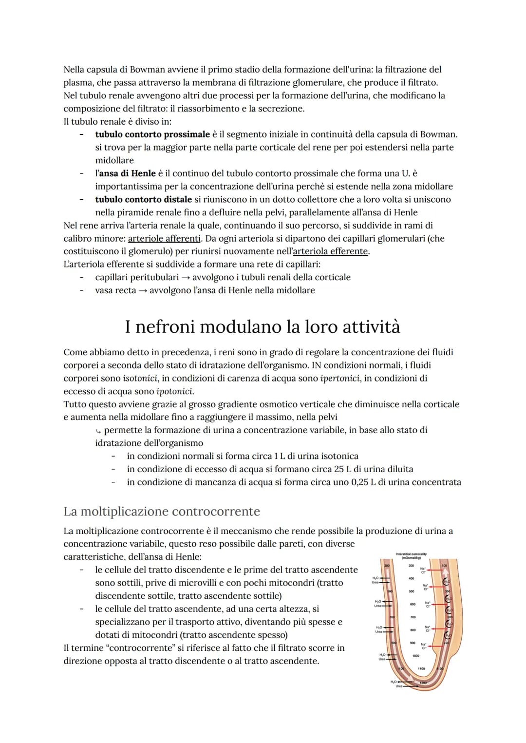 Come funziona l'apparato urinario
L'apparato urinario umano ha il compito di depurare continuamente il sangue dagli scarti
metabolici dell'a