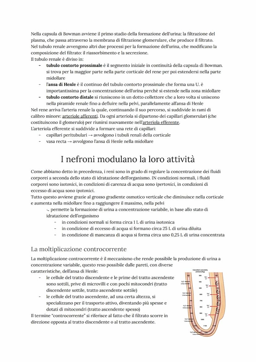 Come funziona l'apparato urinario
L'apparato urinario umano ha il compito di depurare continuamente il sangue dagli scarti
metabolici dell'a