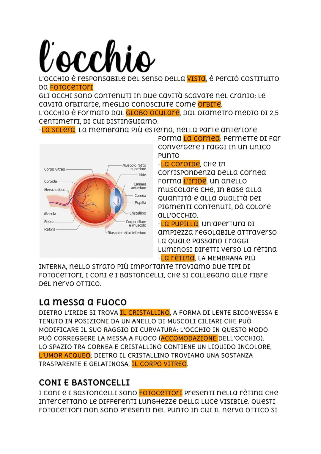 l'occhio
L'OCCHIO è reSPONSABILE DEL senso DELLA VISTA, È PERCIÒ COSTITUITO
DA FOTOCETTORI.
GLI OCCHI SONO CONTENUTI IN DUE CAVITà ScavaTe n