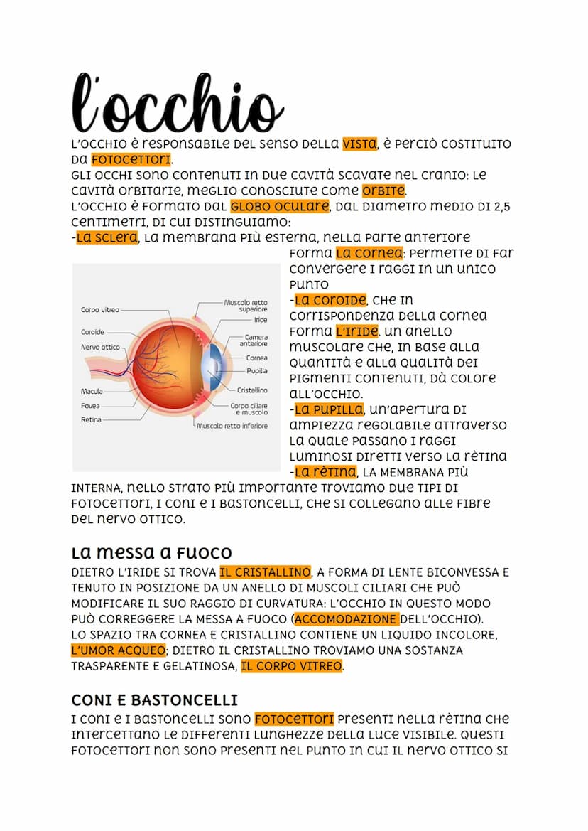 l'occhio
L'OCCHIO è reSPONSABILE DEL senso DELLA VISTA, È PERCIÒ COSTITUITO
DA FOTOCETTORI.
GLI OCCHI SONO CONTENUTI IN DUE CAVITà ScavaTe n