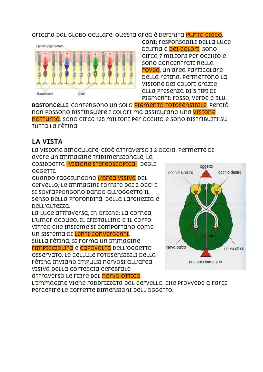 l'occhio
L'OCCHIO è reSPONSABILE DEL senso DELLA VISTA, È PERCIÒ COSTITUITO
DA FOTOCETTORI.
GLI OCCHI SONO CONTENUTI IN DUE CAVITà ScavaTe n
