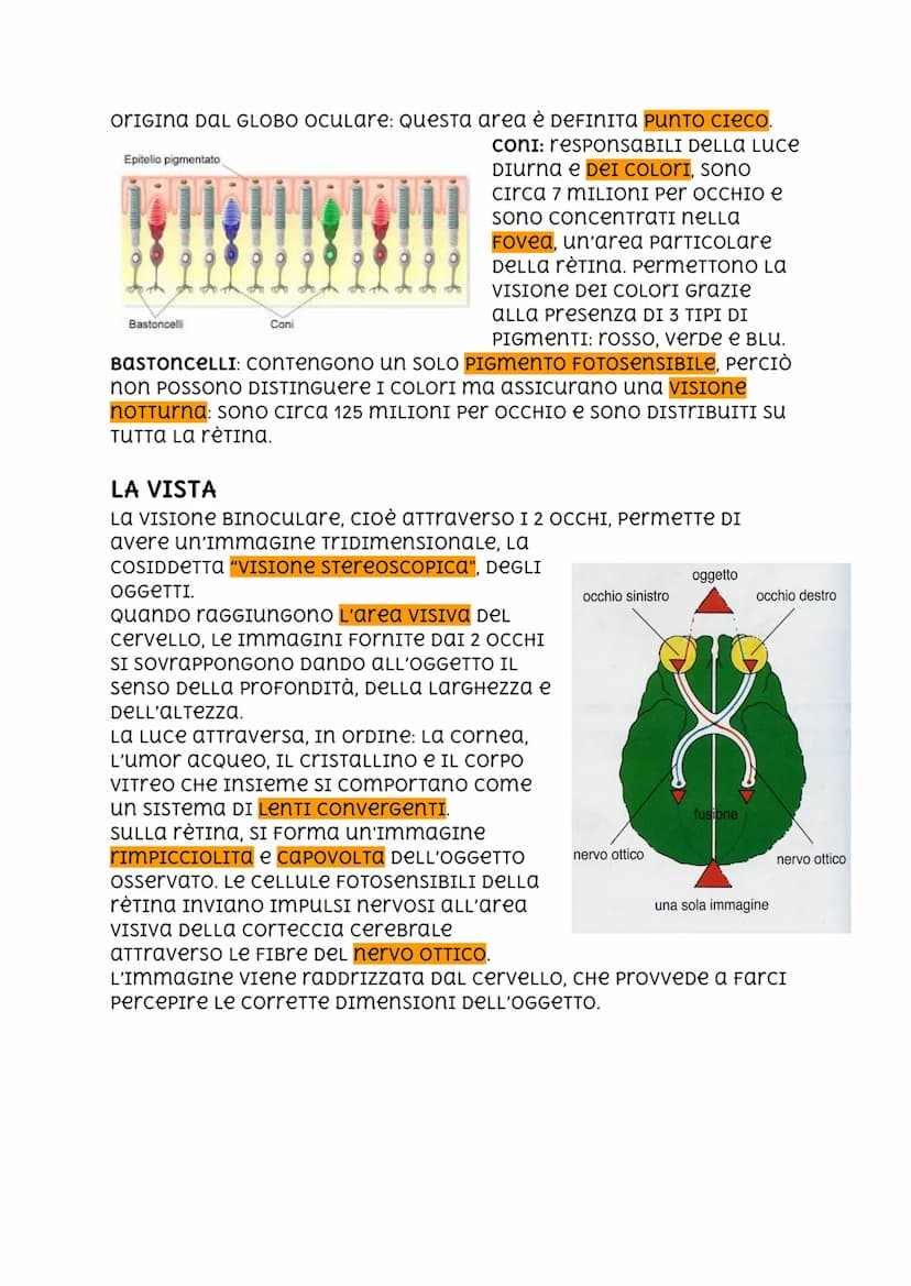 l'occhio
L'OCCHIO è reSPONSABILE DEL senso DELLA VISTA, È PERCIÒ COSTITUITO
DA FOTOCETTORI.
GLI OCCHI SONO CONTENUTI IN DUE CAVITà ScavaTe n