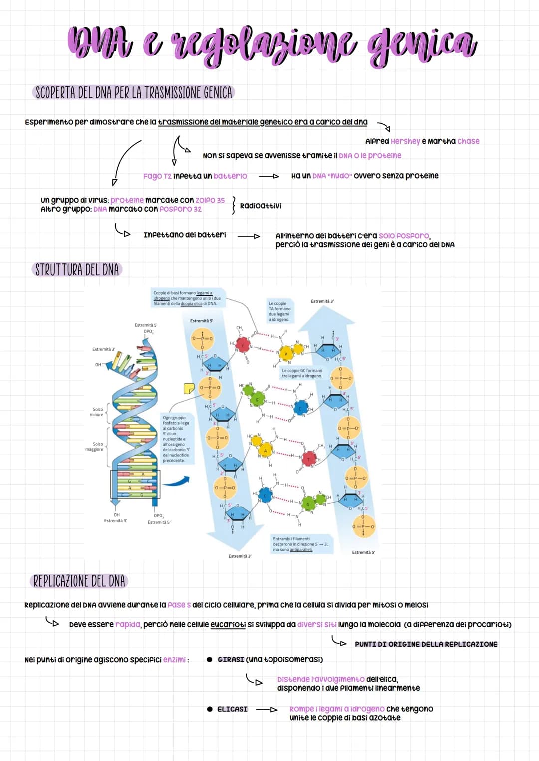 om e regolazione genica
SCOPERTA DEL DNA PER LA TRASMISSIONE GENICA
Esperimento per dimostrare che la trasmissione del materiale genetico er