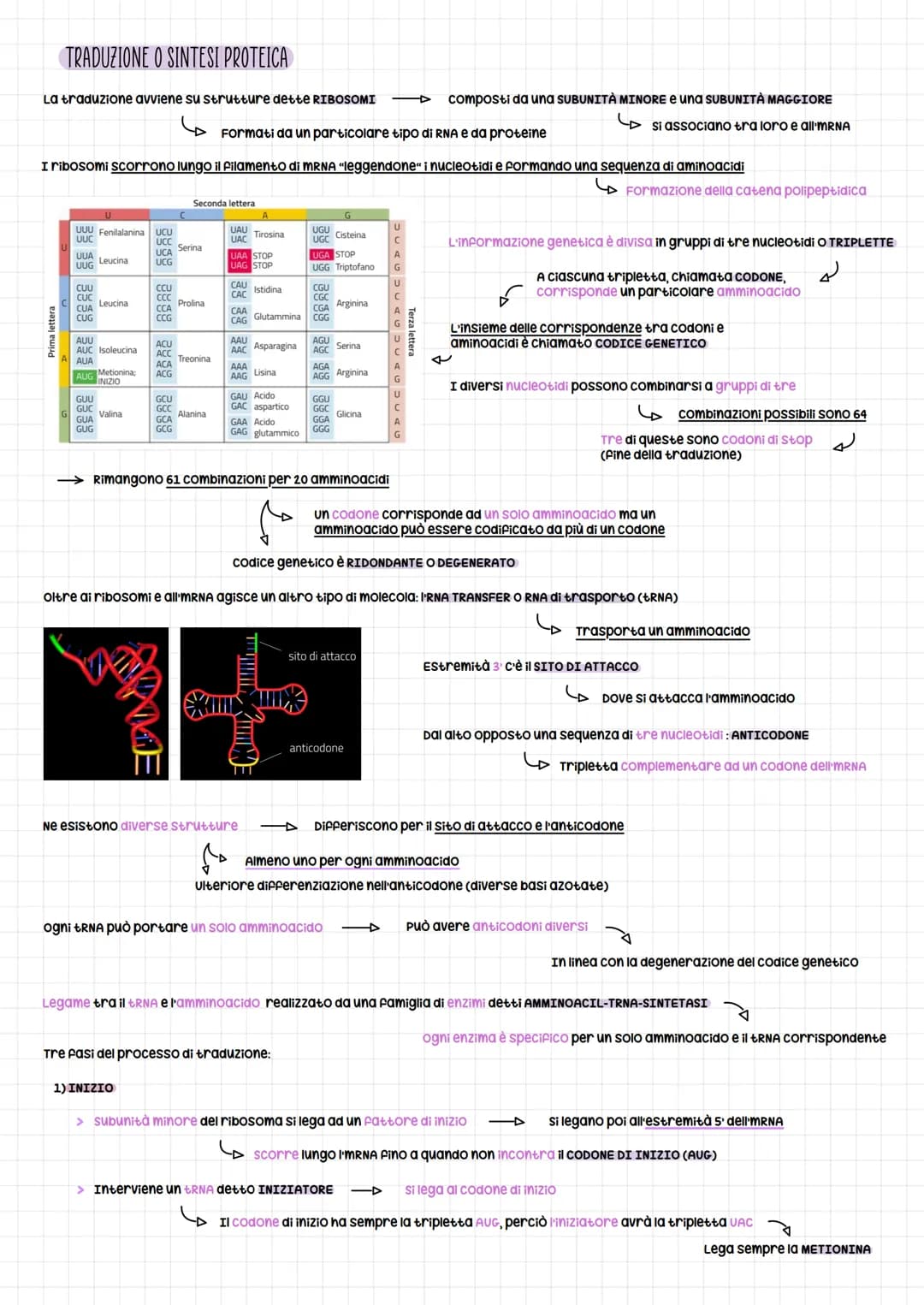 om e regolazione genica
SCOPERTA DEL DNA PER LA TRASMISSIONE GENICA
Esperimento per dimostrare che la trasmissione del materiale genetico er