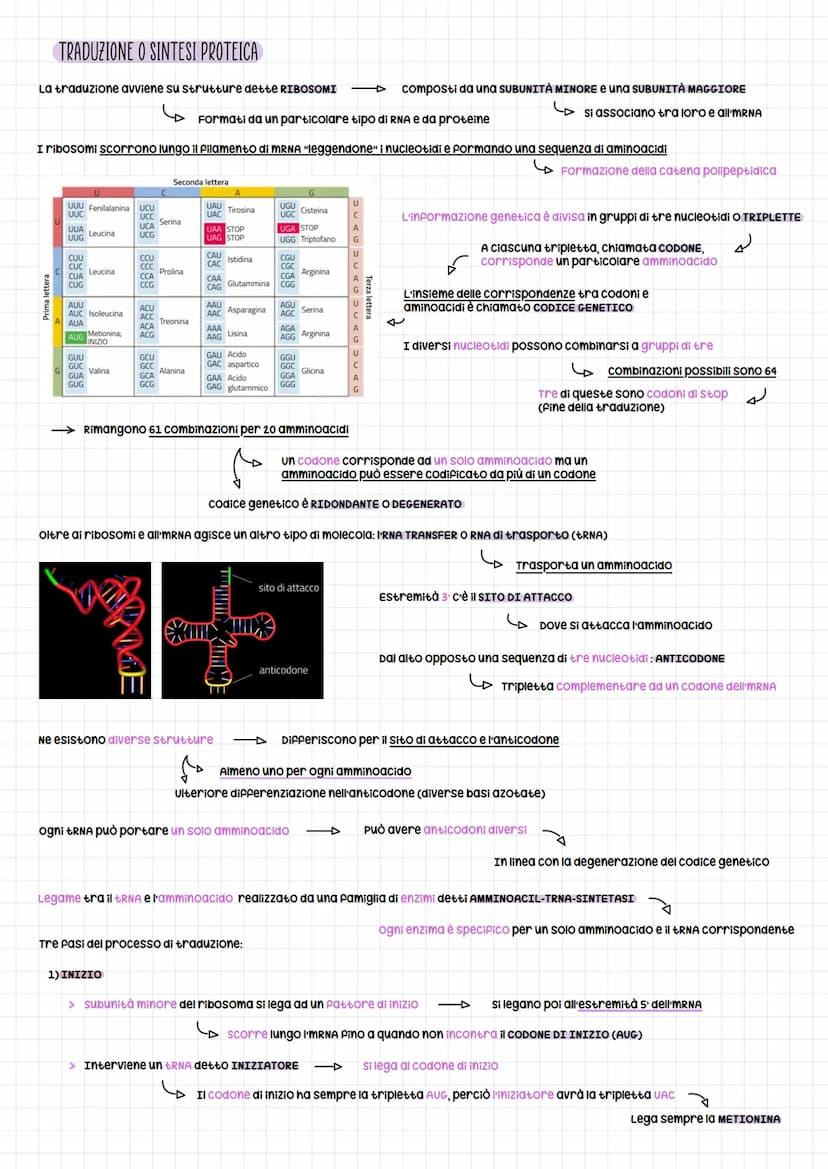 om e regolazione genica
SCOPERTA DEL DNA PER LA TRASMISSIONE GENICA
Esperimento per dimostrare che la trasmissione del materiale genetico er
