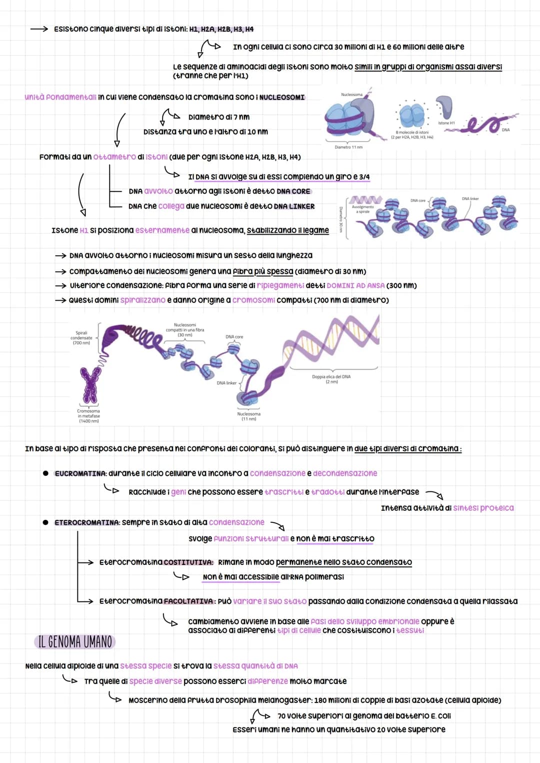 om e regolazione genica
SCOPERTA DEL DNA PER LA TRASMISSIONE GENICA
Esperimento per dimostrare che la trasmissione del materiale genetico er