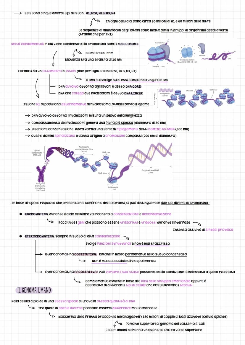 om e regolazione genica
SCOPERTA DEL DNA PER LA TRASMISSIONE GENICA
Esperimento per dimostrare che la trasmissione del materiale genetico er