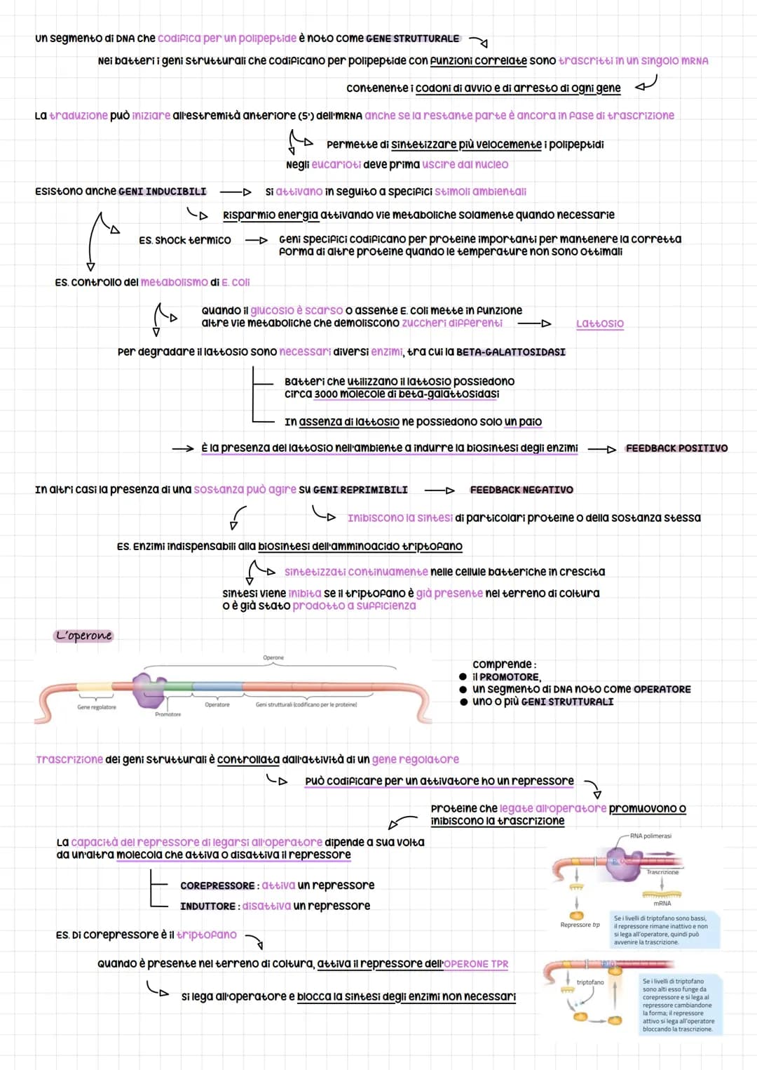 om e regolazione genica
SCOPERTA DEL DNA PER LA TRASMISSIONE GENICA
Esperimento per dimostrare che la trasmissione del materiale genetico er