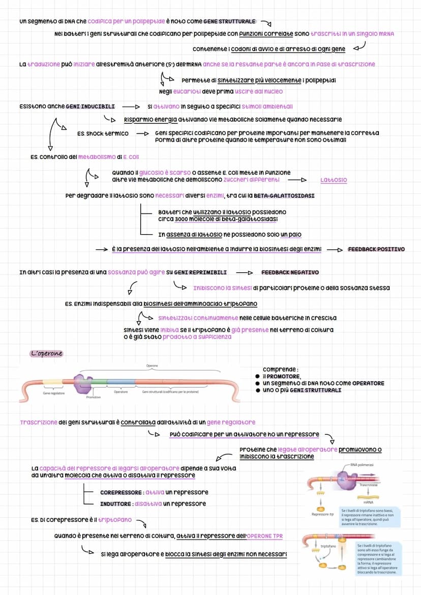 om e regolazione genica
SCOPERTA DEL DNA PER LA TRASMISSIONE GENICA
Esperimento per dimostrare che la trasmissione del materiale genetico er