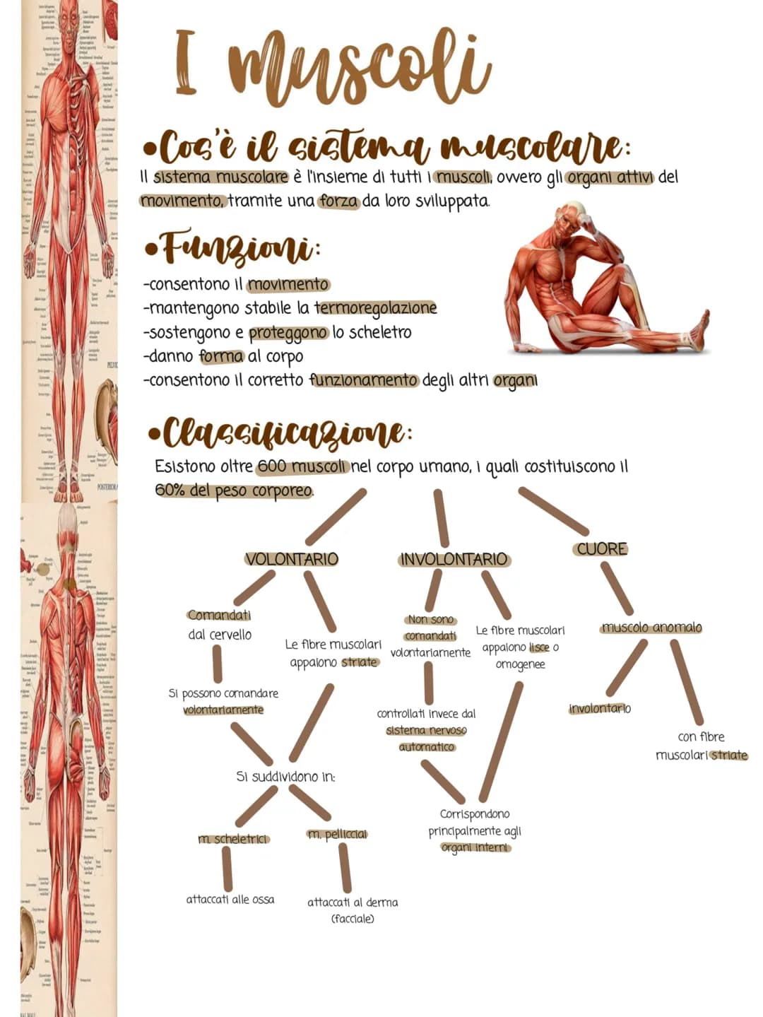 1i in
POSTERIORA
I muscoli
•Cos'è il sistema muscolare:
Il sistema muscolare è l'insieme di tutti i muscoli, ovvero gli organi attivi del
mo