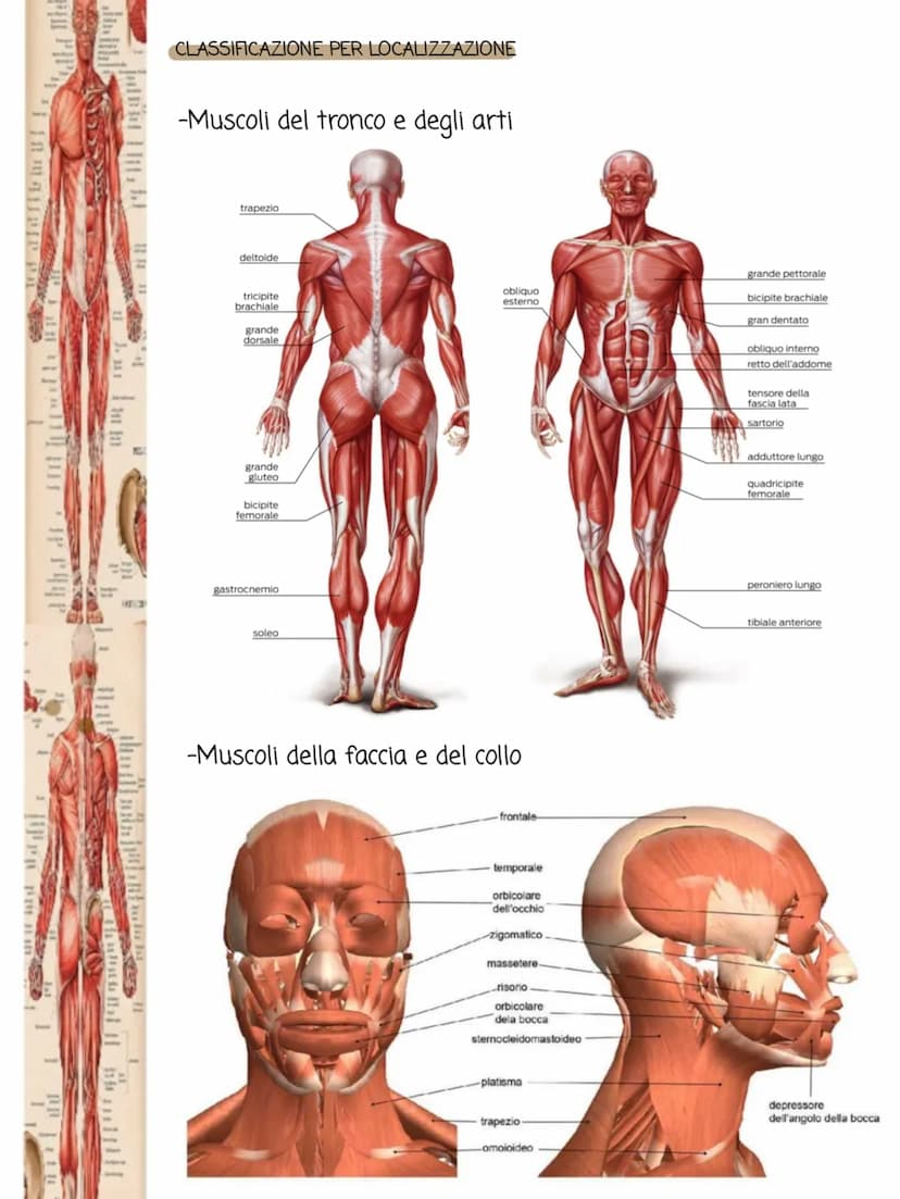 1i in
POSTERIORA
I muscoli
•Cos'è il sistema muscolare:
Il sistema muscolare è l'insieme di tutti i muscoli, ovvero gli organi attivi del
mo