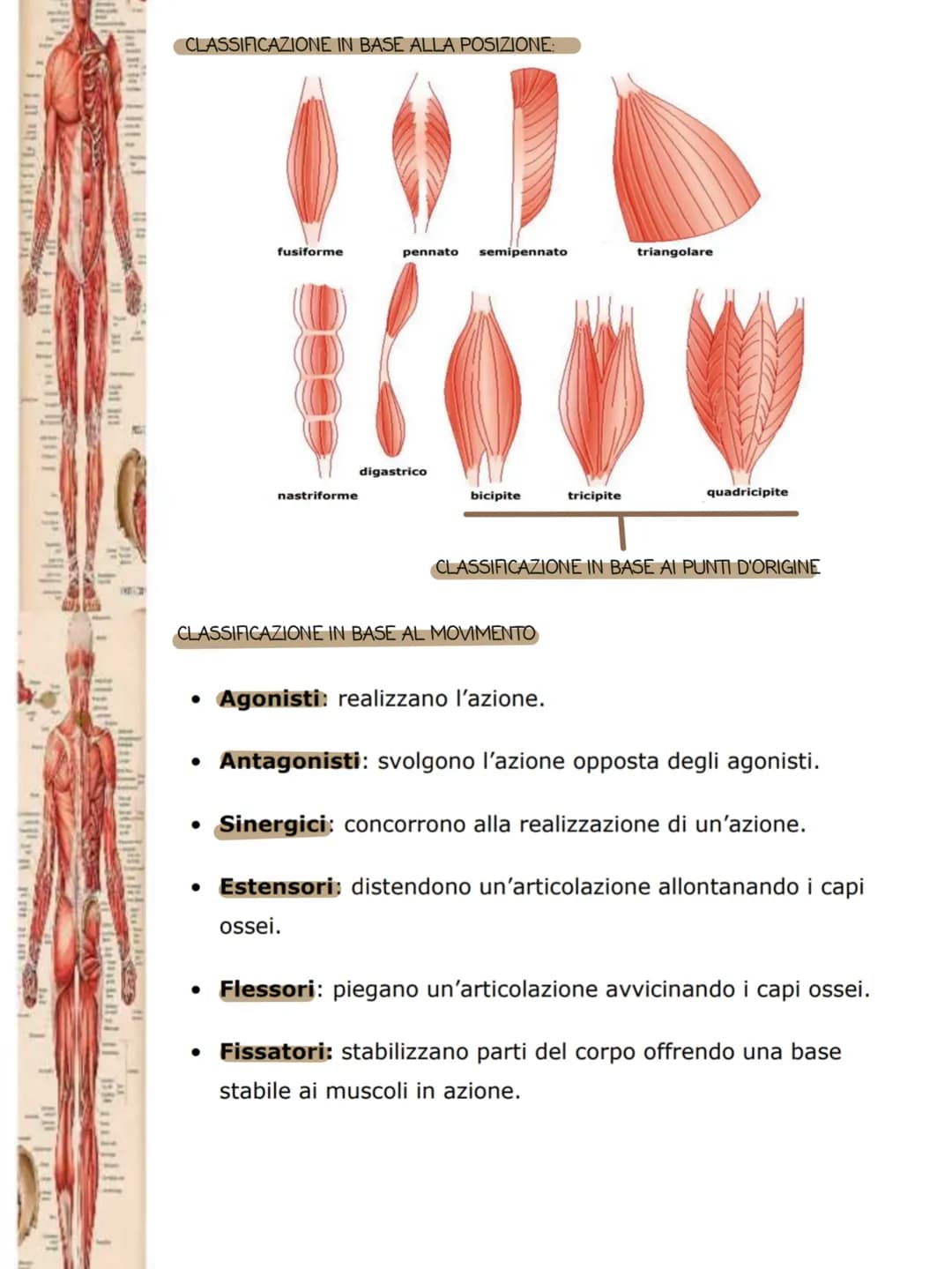 1i in
POSTERIORA
I muscoli
•Cos'è il sistema muscolare:
Il sistema muscolare è l'insieme di tutti i muscoli, ovvero gli organi attivi del
mo
