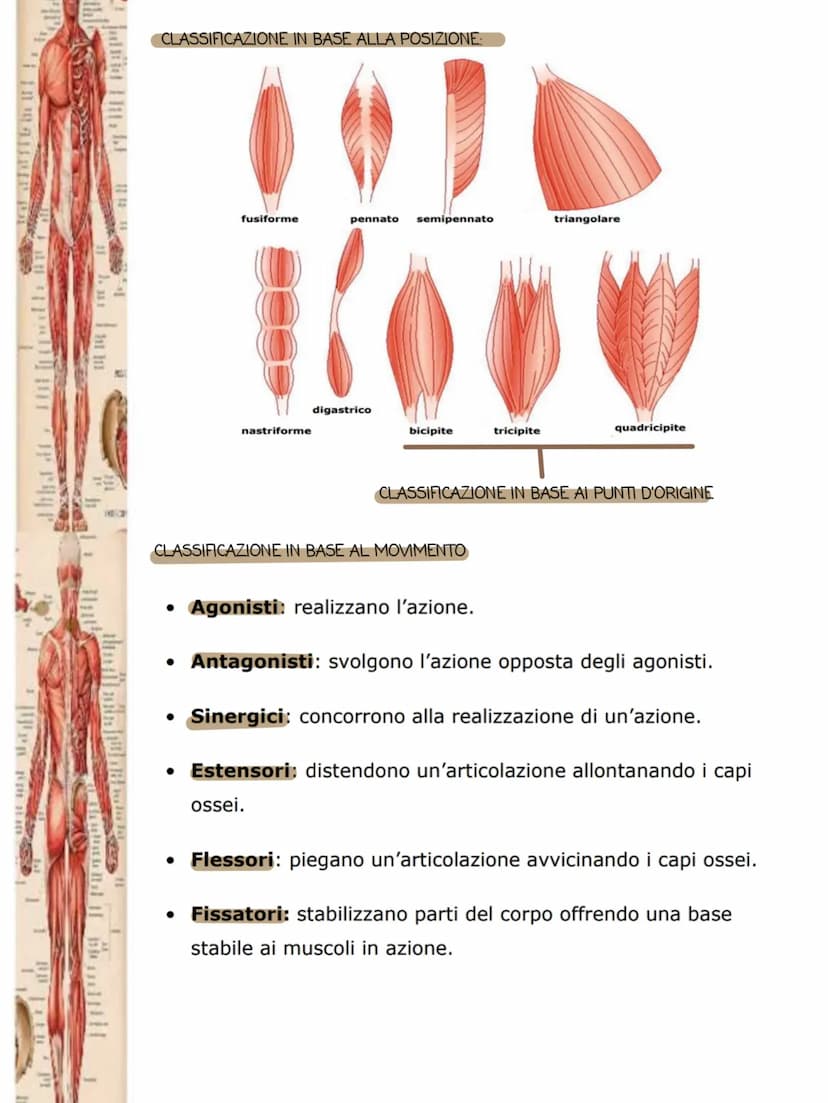 1i in
POSTERIORA
I muscoli
•Cos'è il sistema muscolare:
Il sistema muscolare è l'insieme di tutti i muscoli, ovvero gli organi attivi del
mo