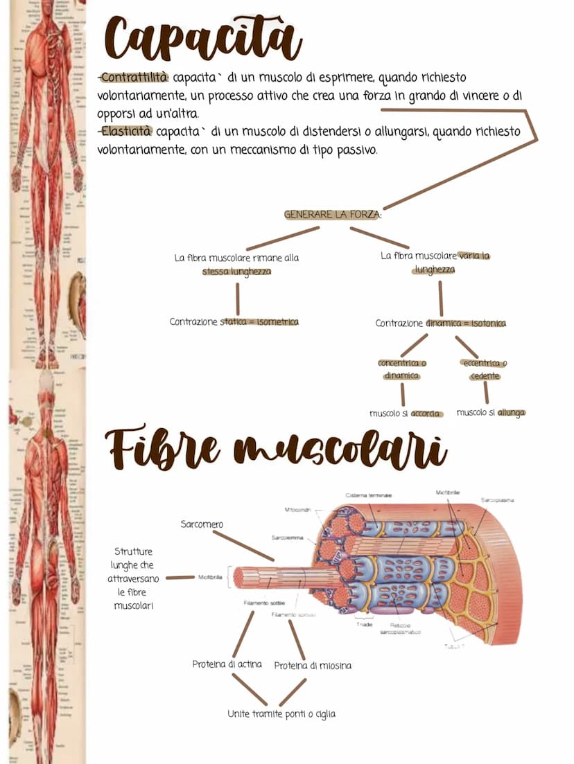 1i in
POSTERIORA
I muscoli
•Cos'è il sistema muscolare:
Il sistema muscolare è l'insieme di tutti i muscoli, ovvero gli organi attivi del
mo