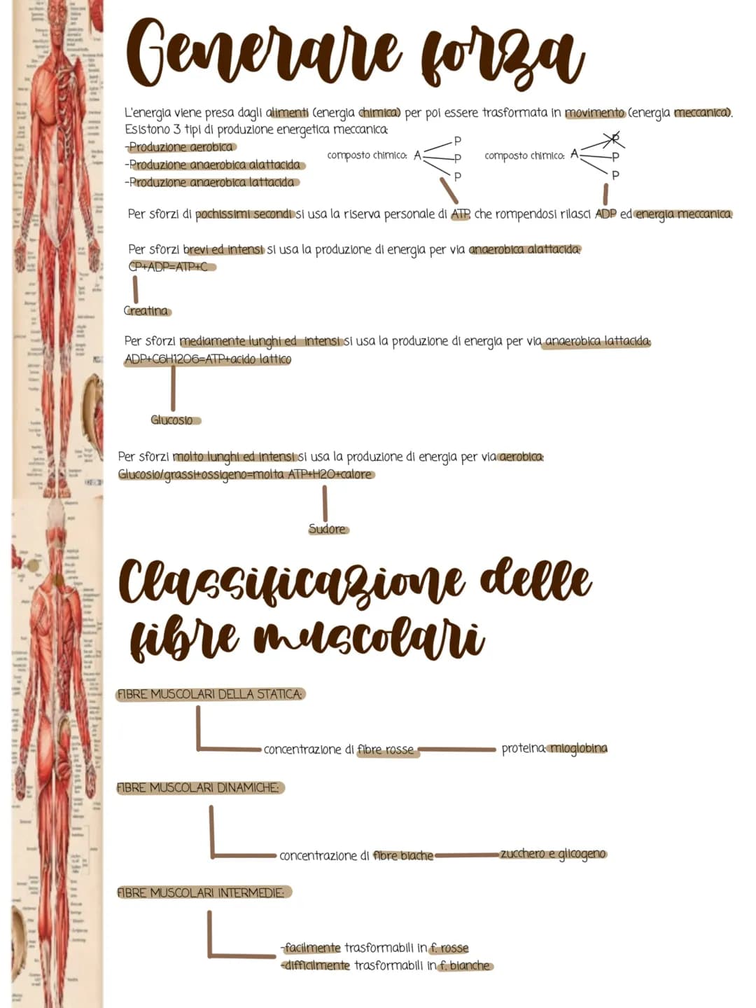 1i in
POSTERIORA
I muscoli
•Cos'è il sistema muscolare:
Il sistema muscolare è l'insieme di tutti i muscoli, ovvero gli organi attivi del
mo