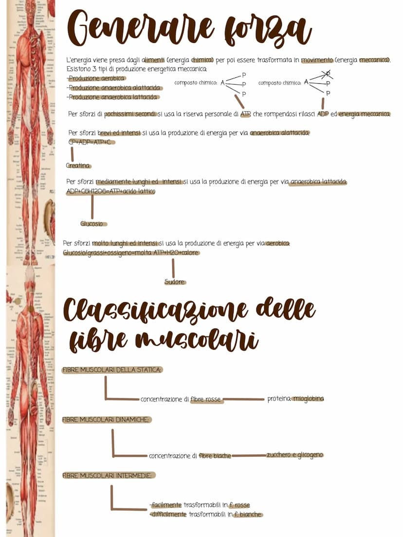 1i in
POSTERIORA
I muscoli
•Cos'è il sistema muscolare:
Il sistema muscolare è l'insieme di tutti i muscoli, ovvero gli organi attivi del
mo