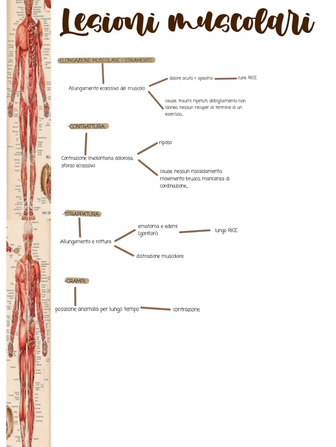 1i in
POSTERIORA
I muscoli
•Cos'è il sistema muscolare:
Il sistema muscolare è l'insieme di tutti i muscoli, ovvero gli organi attivi del
mo