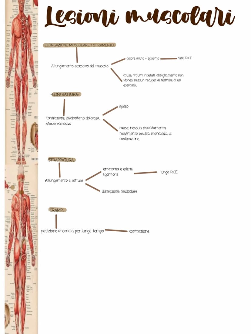1i in
POSTERIORA
I muscoli
•Cos'è il sistema muscolare:
Il sistema muscolare è l'insieme di tutti i muscoli, ovvero gli organi attivi del
mo