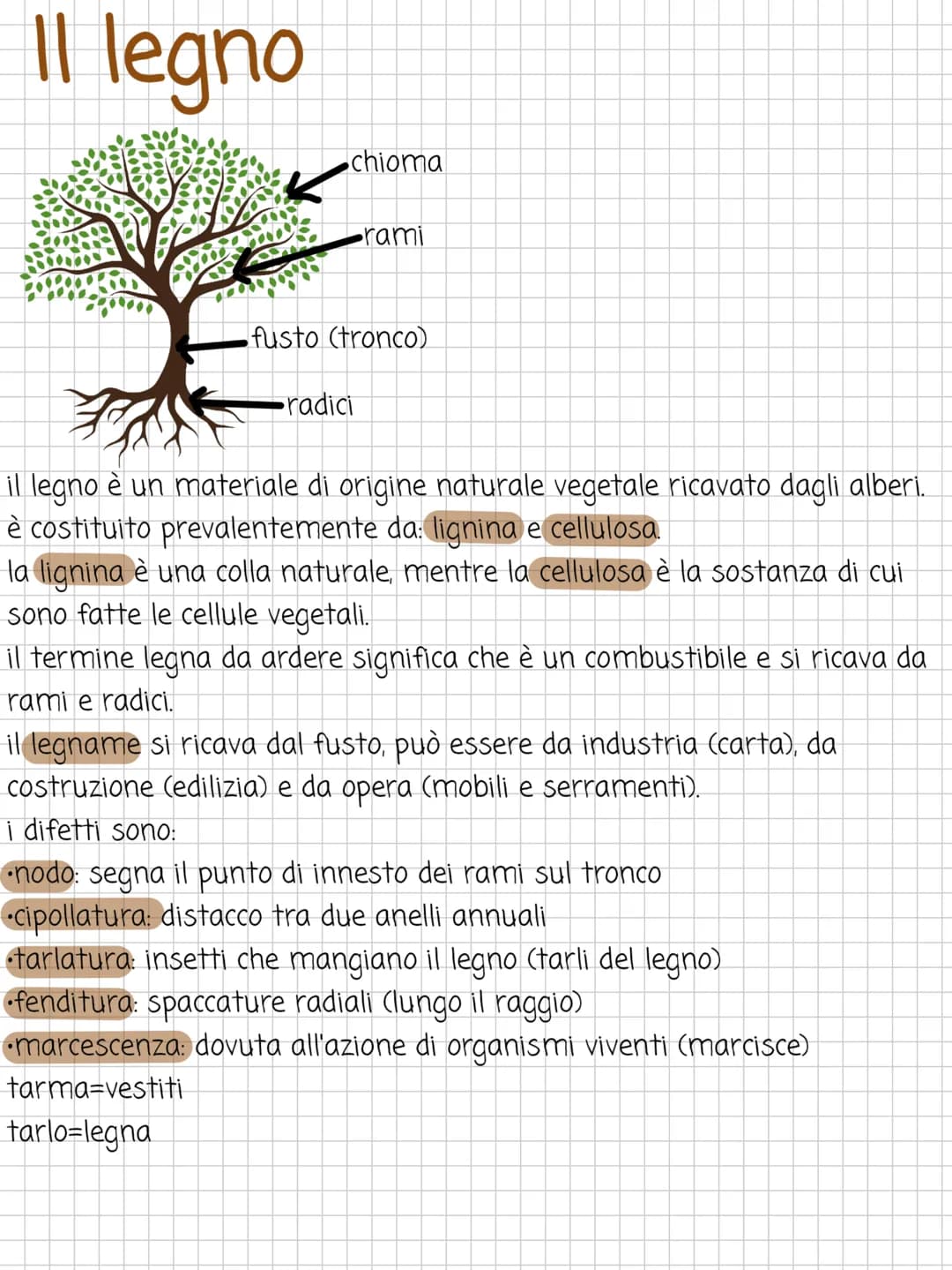 Il legno
DENES
chioma
•rami
•fusto (tronco)
•radici
il legno è un materiale di origine naturale vegetale ricavato dagli alberi.
è costituito