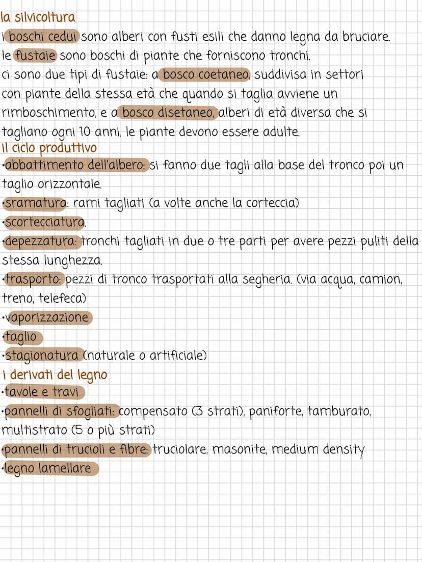 Il legno
DENES
chioma
•rami
•fusto (tronco)
•radici
il legno è un materiale di origine naturale vegetale ricavato dagli alberi.
è costituito