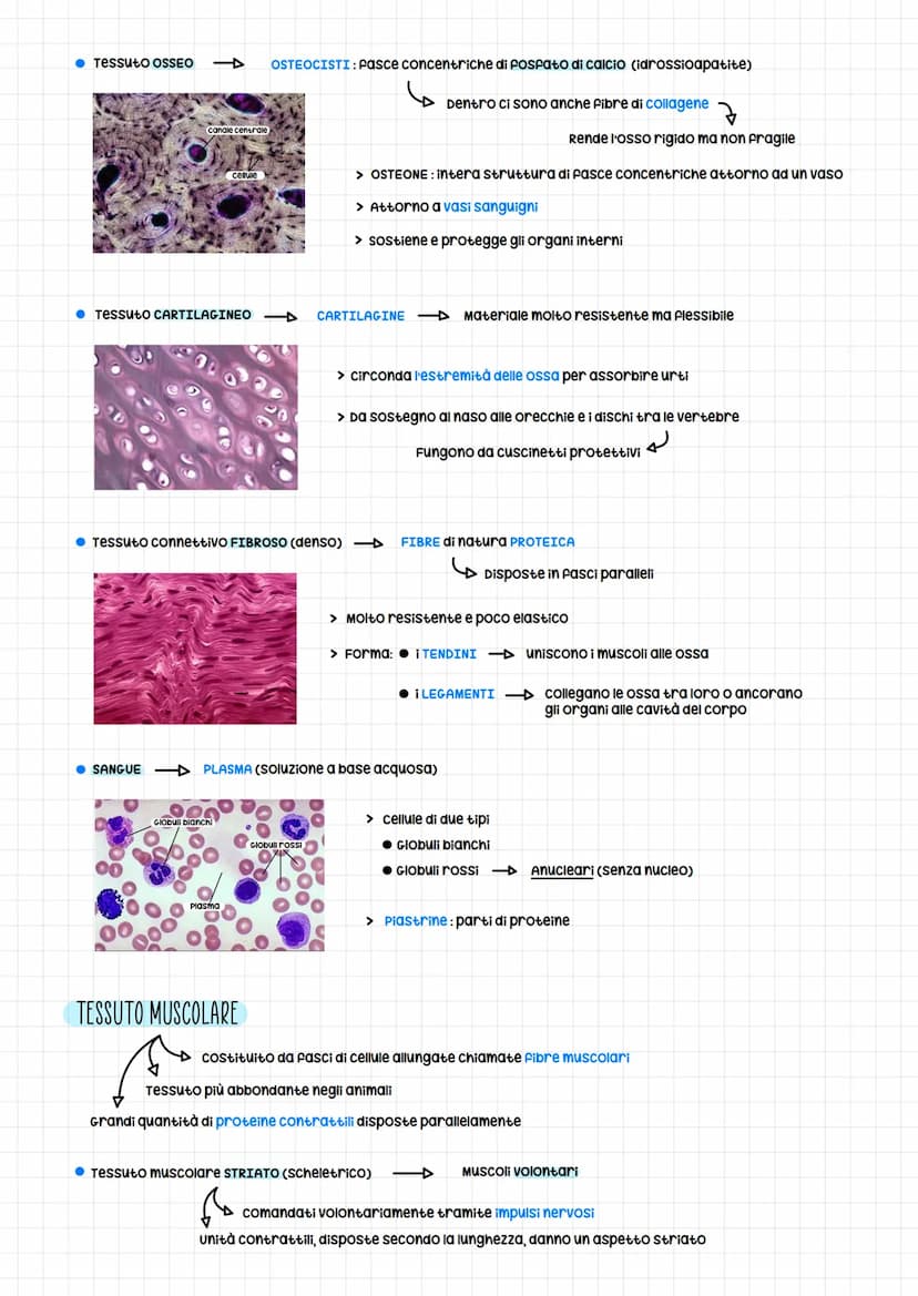 CELLULE STAMINALI
cellule staminali TOTIPOTENTI: prime cellule originate dallo zigote
POSSONO diventare qualsiasi tipo di tessuto
ognuna può