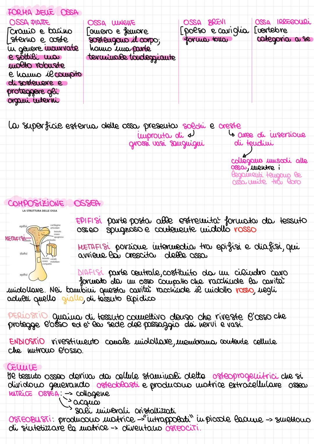 APPARATO
LOCOMOTORE
SISTEMA SCHELETRICO
Insieme di ossa, articolazioni e cartilagini
Scheletro: fa uovere il corpo, mantiene nella corretta 