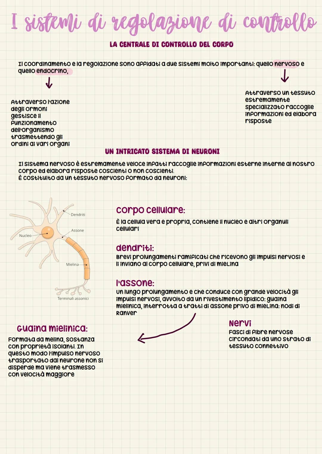 I sistemi di regolazione di controllo
LA CENTRALE DI CONTROLLO DEL CORPO
Il coordinamento e la regolazione sono affidati a due sistemi molto