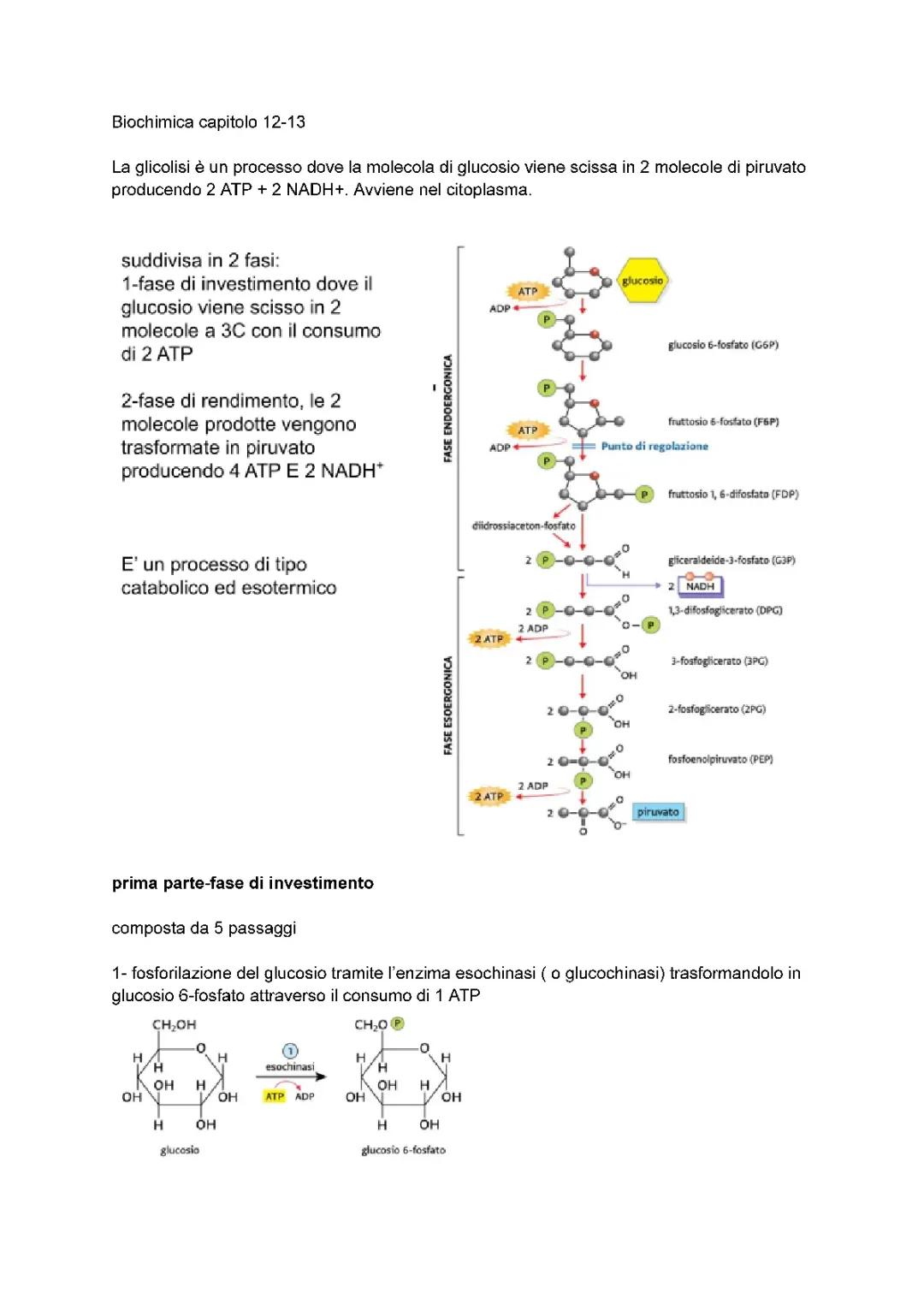 Glicolisi e ciclo di Krebs