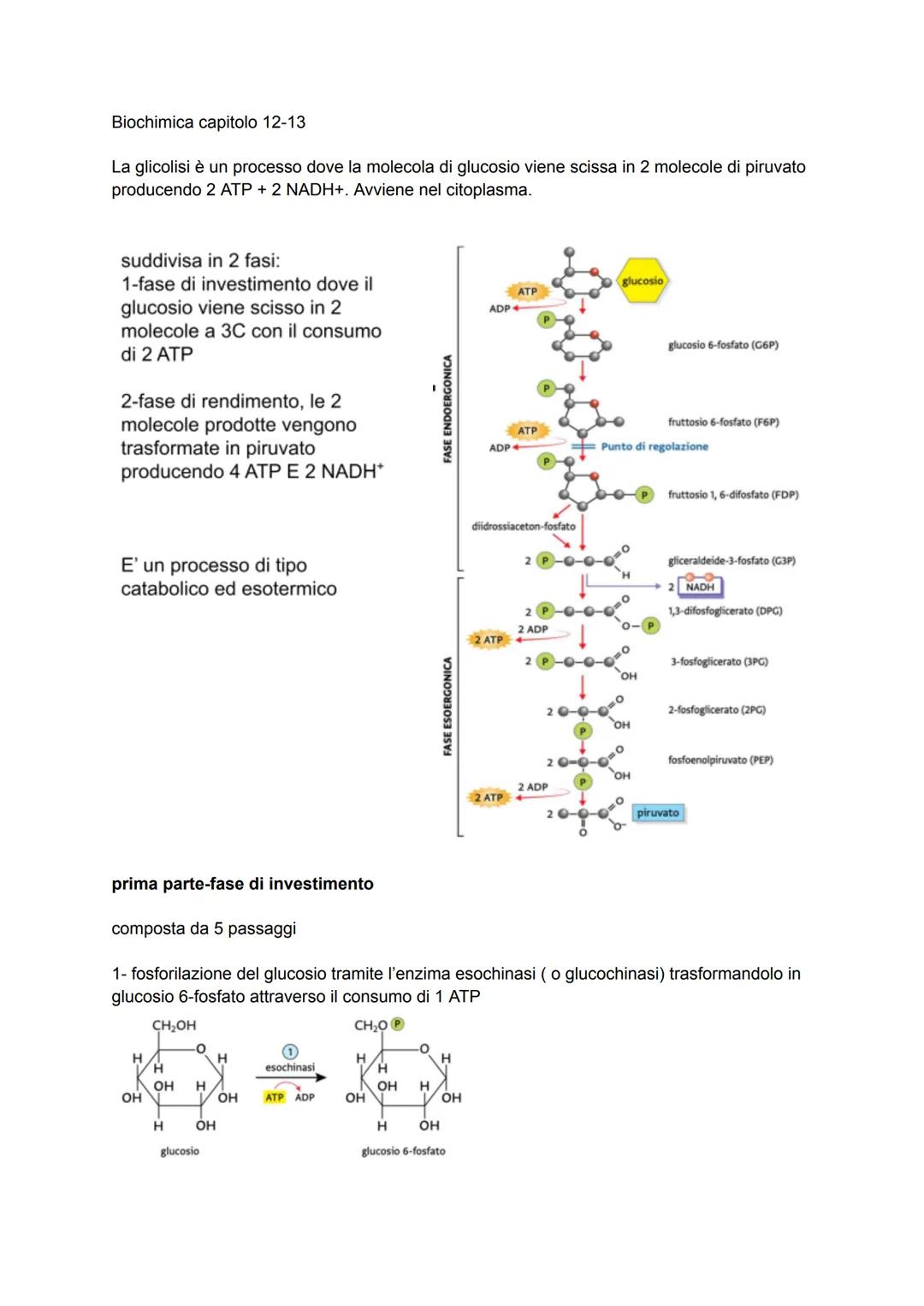 Biochimica capitolo 12-13
La glicolisi è un processo dove la molecola di glucosio viene scissa in 2 molecole di piruvato
producendo 2 ATP + 