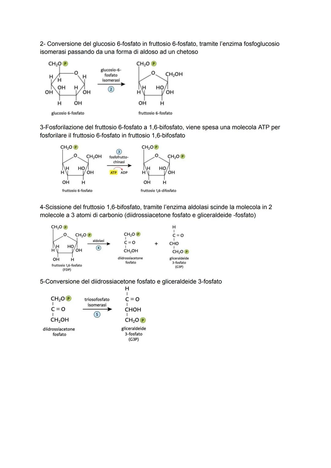 Biochimica capitolo 12-13
La glicolisi è un processo dove la molecola di glucosio viene scissa in 2 molecole di piruvato
producendo 2 ATP + 