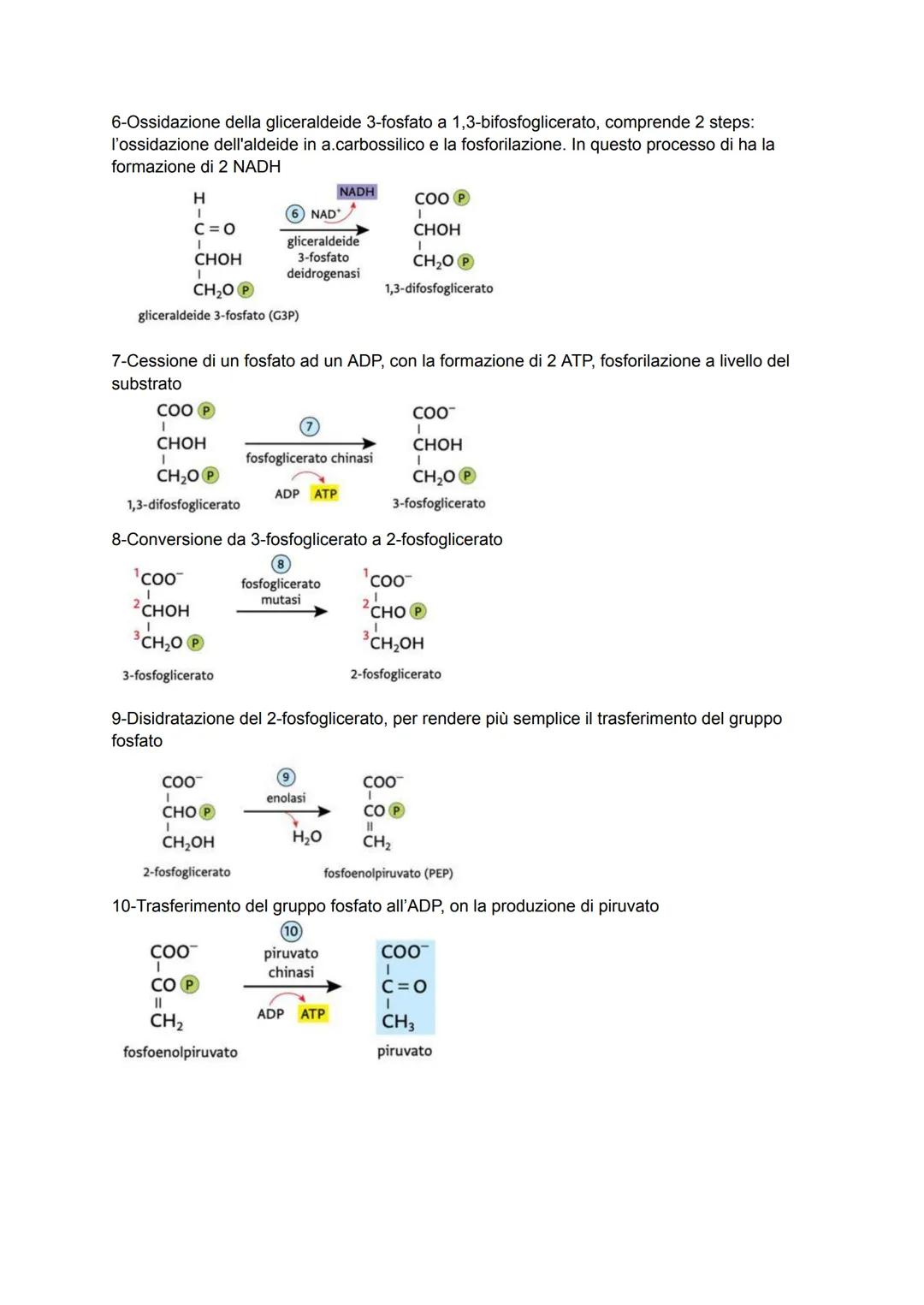 Biochimica capitolo 12-13
La glicolisi è un processo dove la molecola di glucosio viene scissa in 2 molecole di piruvato
producendo 2 ATP + 