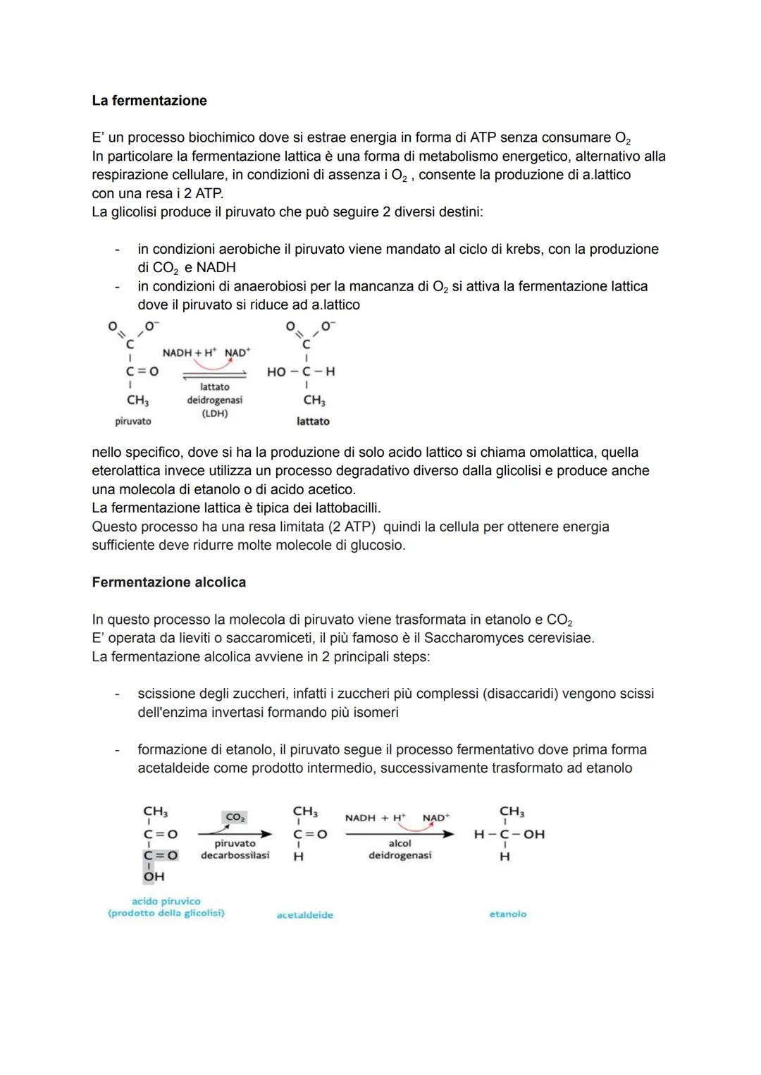 Biochimica capitolo 12-13
La glicolisi è un processo dove la molecola di glucosio viene scissa in 2 molecole di piruvato
producendo 2 ATP + 