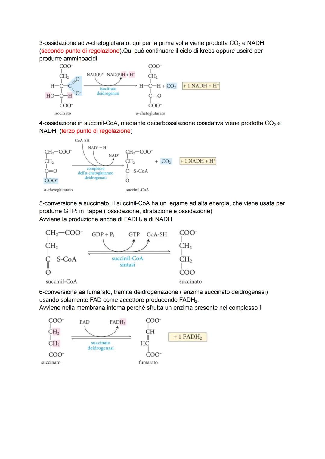 Biochimica capitolo 12-13
La glicolisi è un processo dove la molecola di glucosio viene scissa in 2 molecole di piruvato
producendo 2 ATP + 