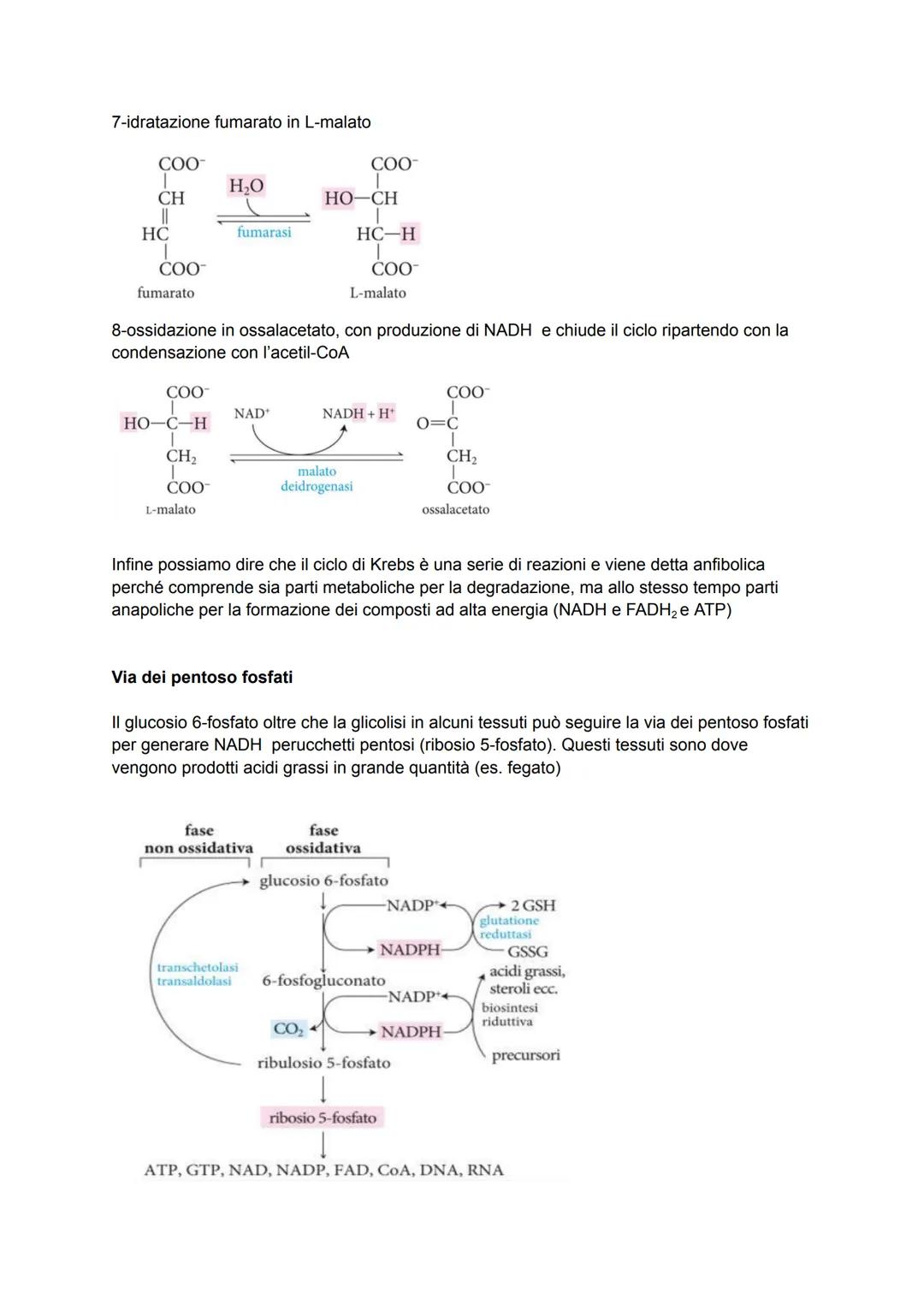 Biochimica capitolo 12-13
La glicolisi è un processo dove la molecola di glucosio viene scissa in 2 molecole di piruvato
producendo 2 ATP + 