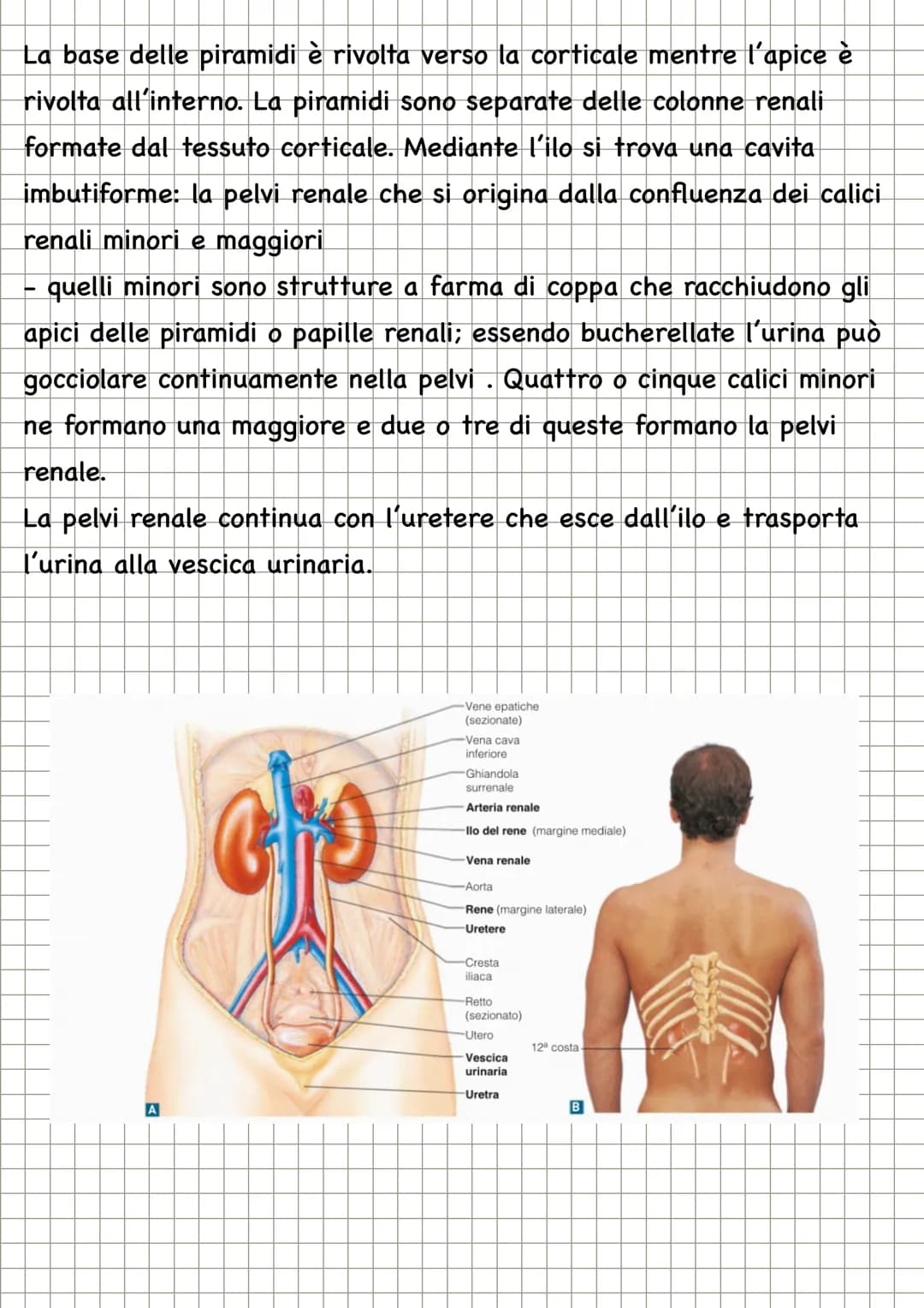 LA TERMOREGOLAZIONE
Il controllo della temperatura corporea rappresenta un sistema di
regolazione che fa capo all'ipotalamo. I cosiddetti an