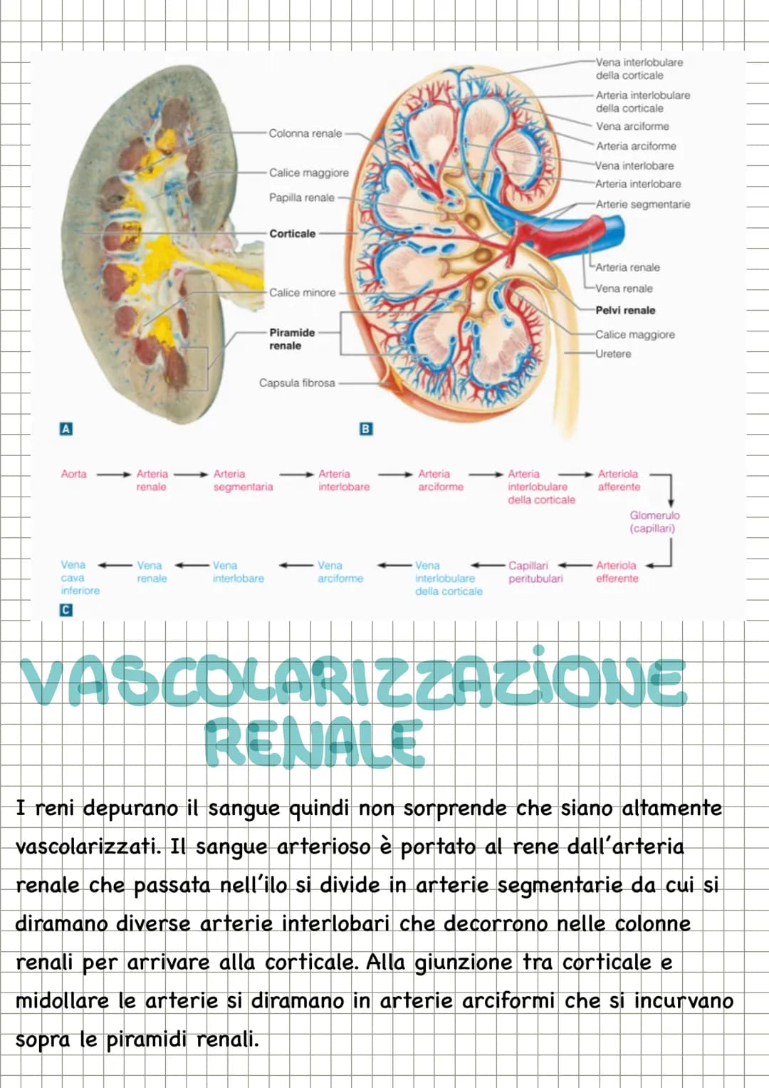 LA TERMOREGOLAZIONE
Il controllo della temperatura corporea rappresenta un sistema di
regolazione che fa capo all'ipotalamo. I cosiddetti an