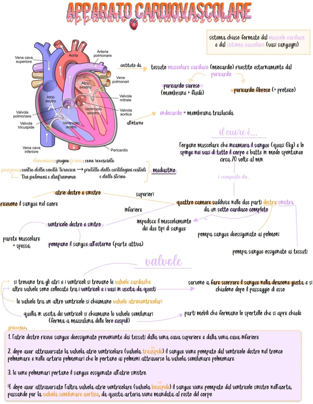 
<p>L'apparato circolatorio, o sistema circolatorio, è composto dal cuore e dai vasi sanguigni, ed è responsabile del trasporto del sangue e