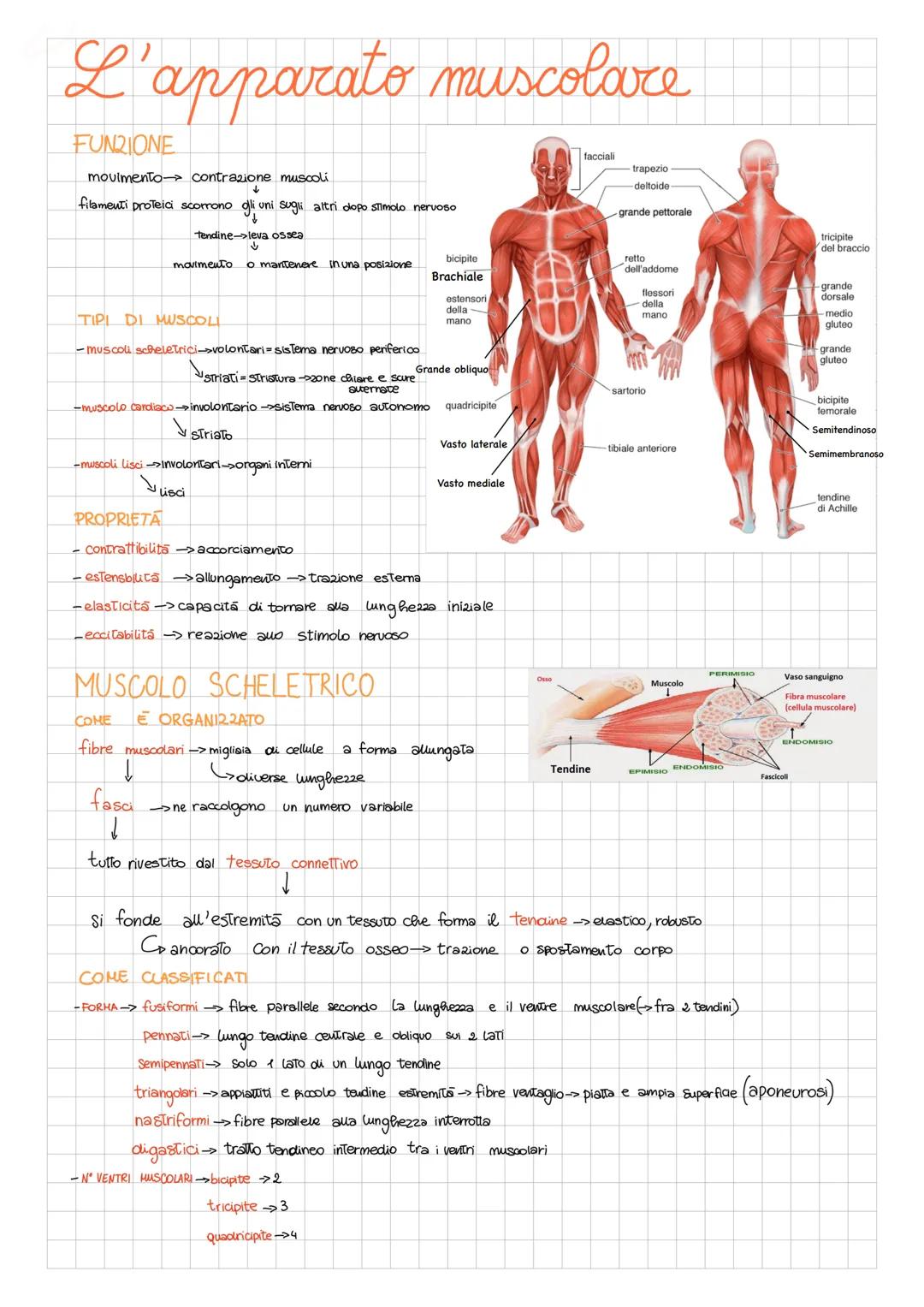 # L'apparato muscolare

FUNZIONE

movimento contrazione muscoli

filamenti proteici scorrono gli uni sugli altri dopo stimolo nervoso

tendi