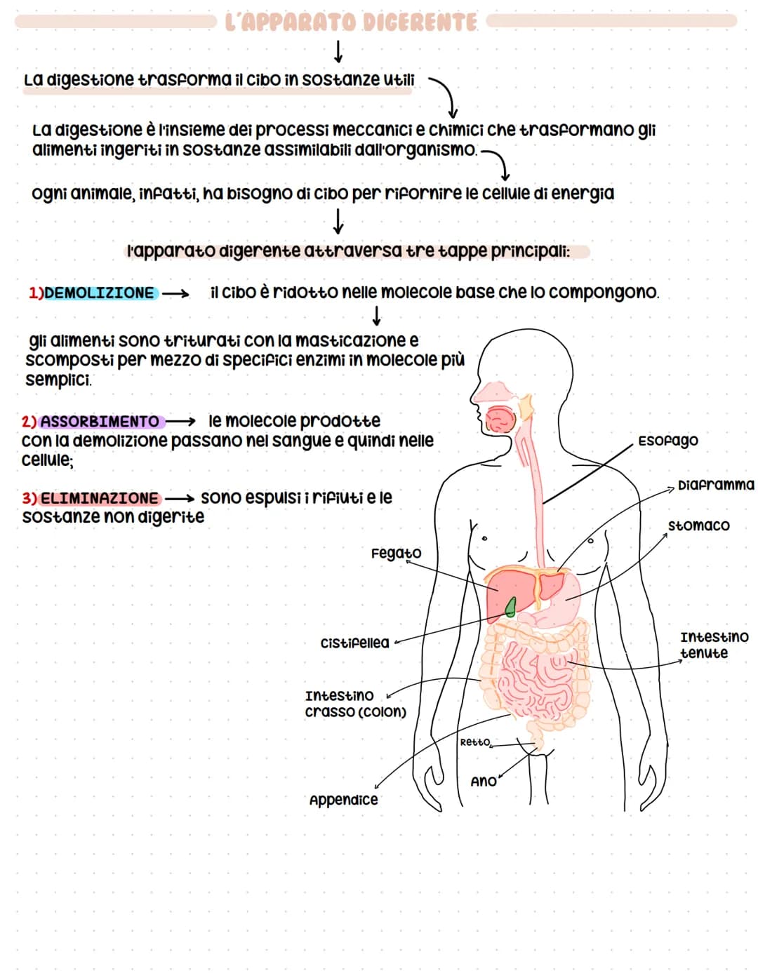 L'APPARATO DICERENTE
↓
La digestione trasforma il cibo in sostanze utili
La digestione è l'insieme dei processi meccanici e chimici che tras