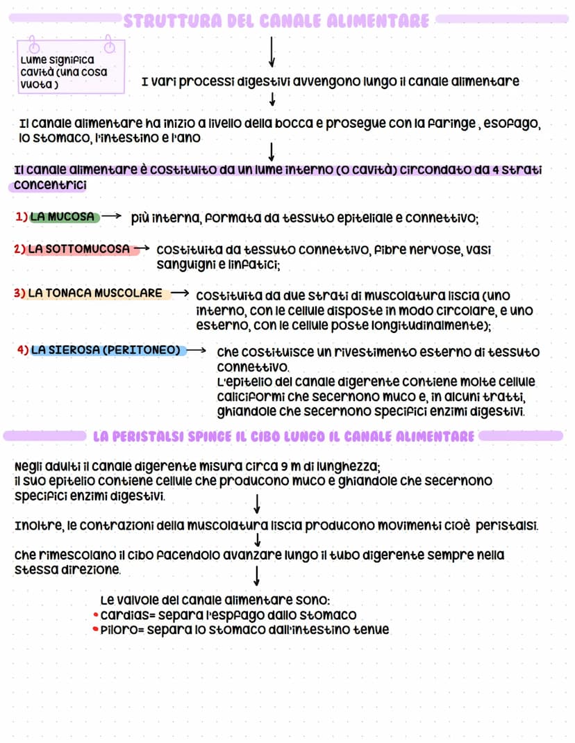 L'APPARATO DICERENTE
↓
La digestione trasforma il cibo in sostanze utili
La digestione è l'insieme dei processi meccanici e chimici che tras