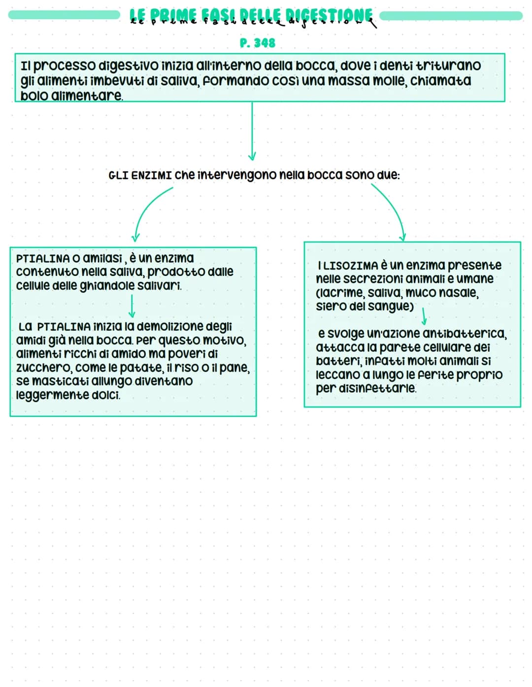 L'APPARATO DICERENTE
↓
La digestione trasforma il cibo in sostanze utili
La digestione è l'insieme dei processi meccanici e chimici che tras