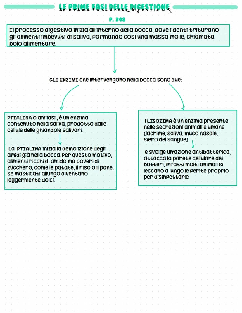L'APPARATO DICERENTE
↓
La digestione trasforma il cibo in sostanze utili
La digestione è l'insieme dei processi meccanici e chimici che tras