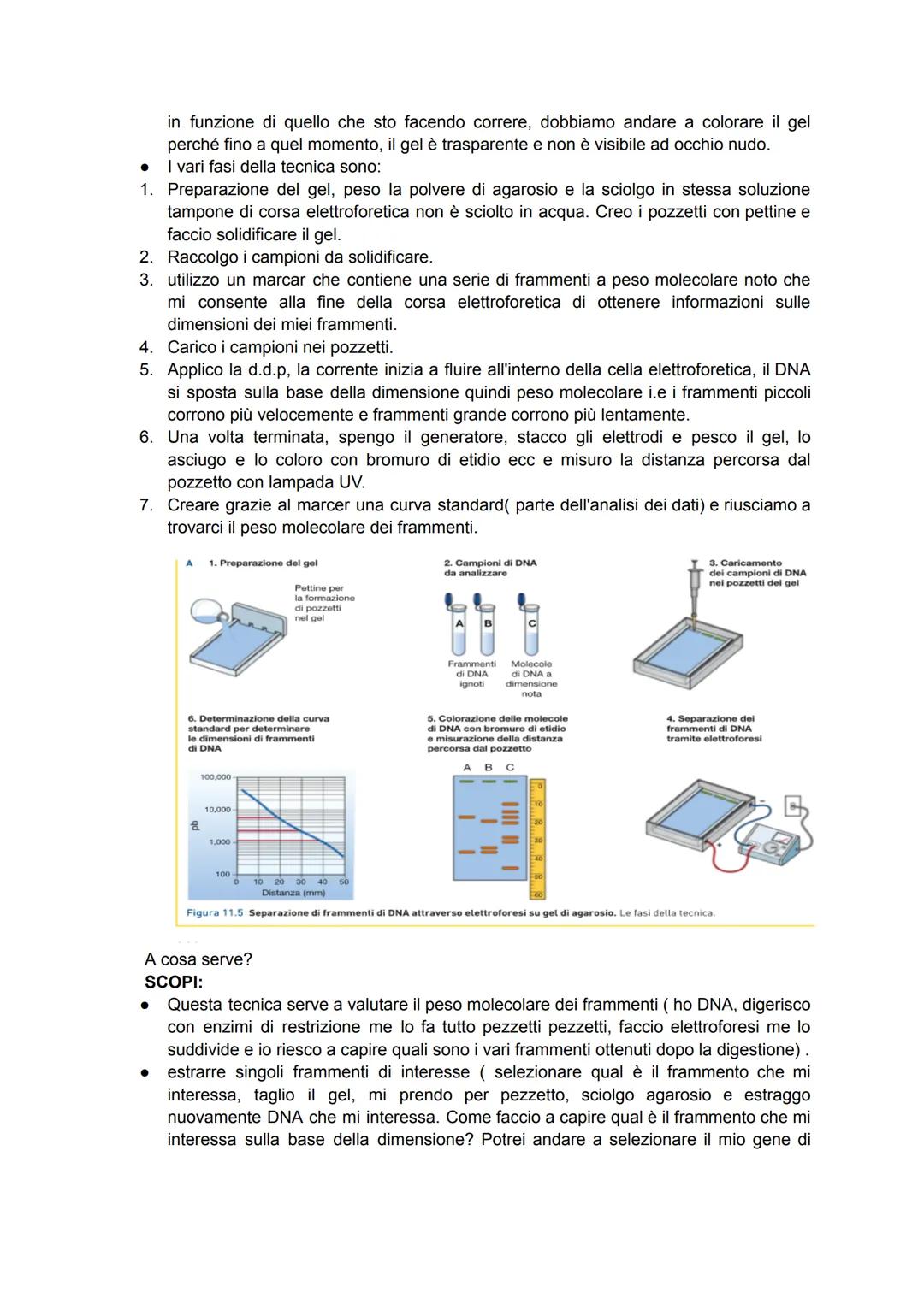 CAPITOLO 11
AGIRE SUL DNA: LE BIOTECNOLOGIE
1. Origine ed evoluzione delle biotecnologie
Il termine biotecnologia fu utilizzato per la prima