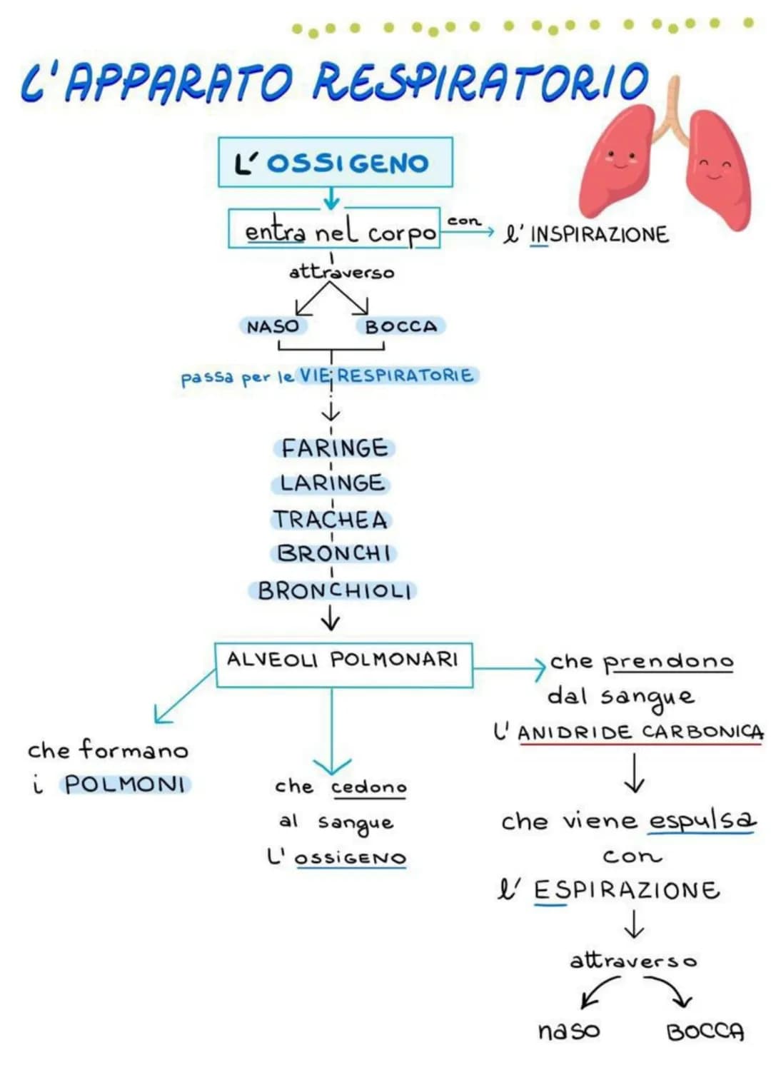 L'APPARATO RESPIRATORIO
L'OSSIGENO
↓
entra nel corpo
attraverso
che formano
i POLMONI
NASO
BOCCA
passa per le VIE RESPIRATORIE
FARINGE
LARIN