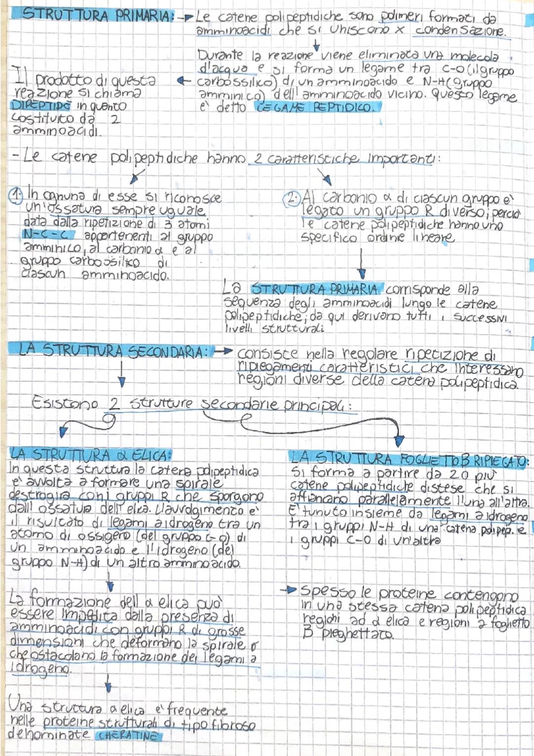 # LE PROTEINE

-Song polimeri formatı da monomeri detti AMMINOACIDI UNITI con legami covalenti
a formare lunghe catene chiamate CATENE POLIP
