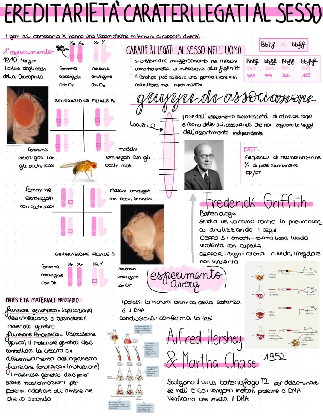 gregor mendel
1822-1884 Monaco agostiniano con formazione scientifica
Sceglie il pisello odoroso:
a. facile da coltivare
b. Impovinazione co