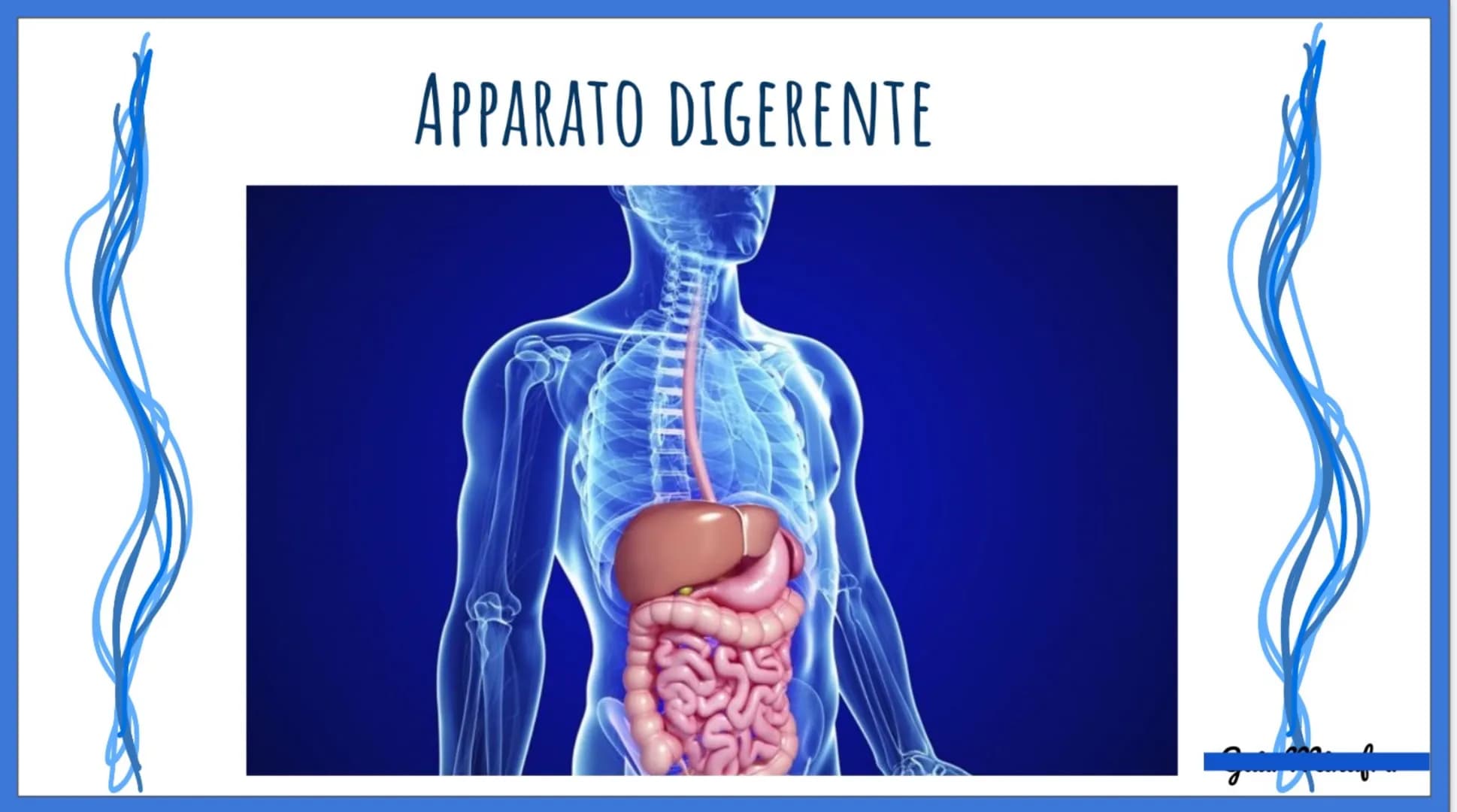 Apparato Digerente: Schema e Riassunto Facile per Bambini
